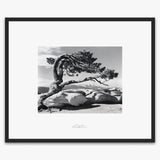 Jeffrey Pine, Sentinel Dome Shop_Repro_SEP The Ansel Adams Gallery Framed Standard Matte Black Metal 