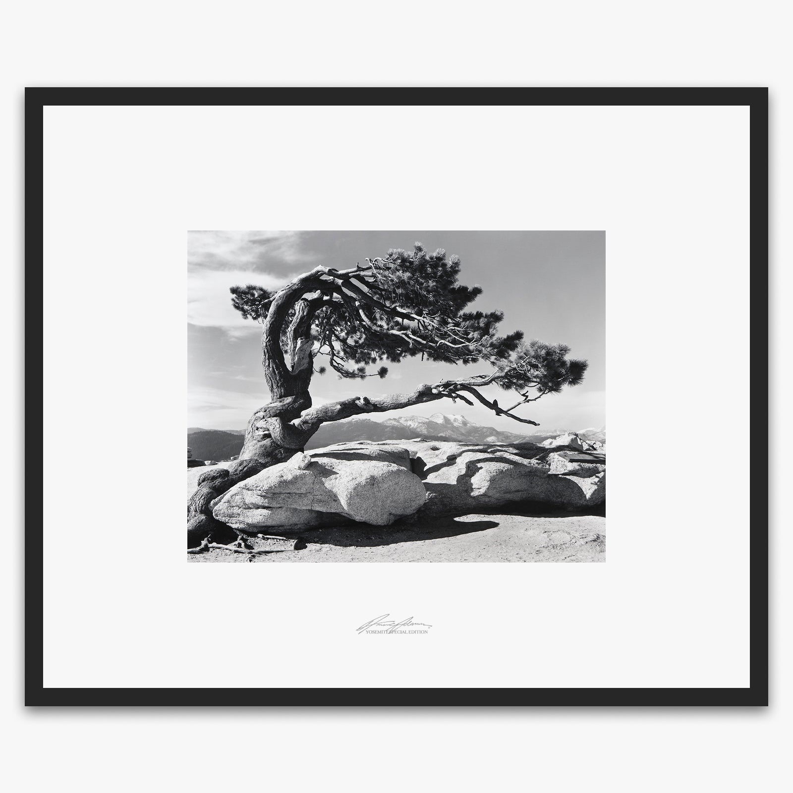 Jeffrey Pine, Sentinel Dome Shop_Repro_SEP The Ansel Adams Gallery Framed Standard Matte Black Metal 