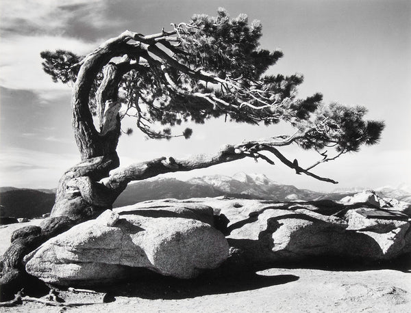 jeffrey-pine-sentinel-dome-