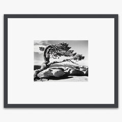 Jeffrey Pine, Sentinel Dome Shop_Small_Print Ansel Adams Contrast Gray Metal 