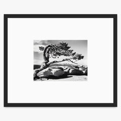 Jeffrey Pine, Sentinel Dome Shop_Small_Print Ansel Adams Matte Black Metal 