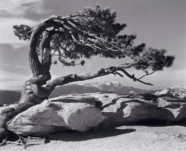 jeffrey-pine-shoprepromr-ansel