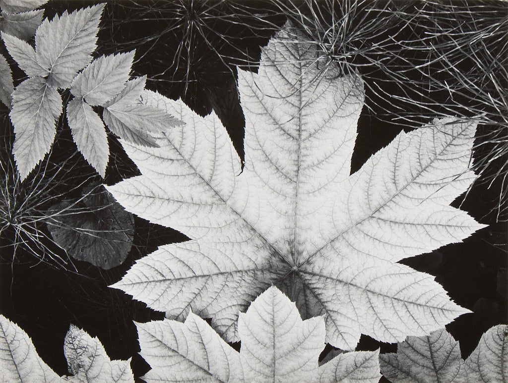 Leaf, Glacier Bay National Monument, Alaska