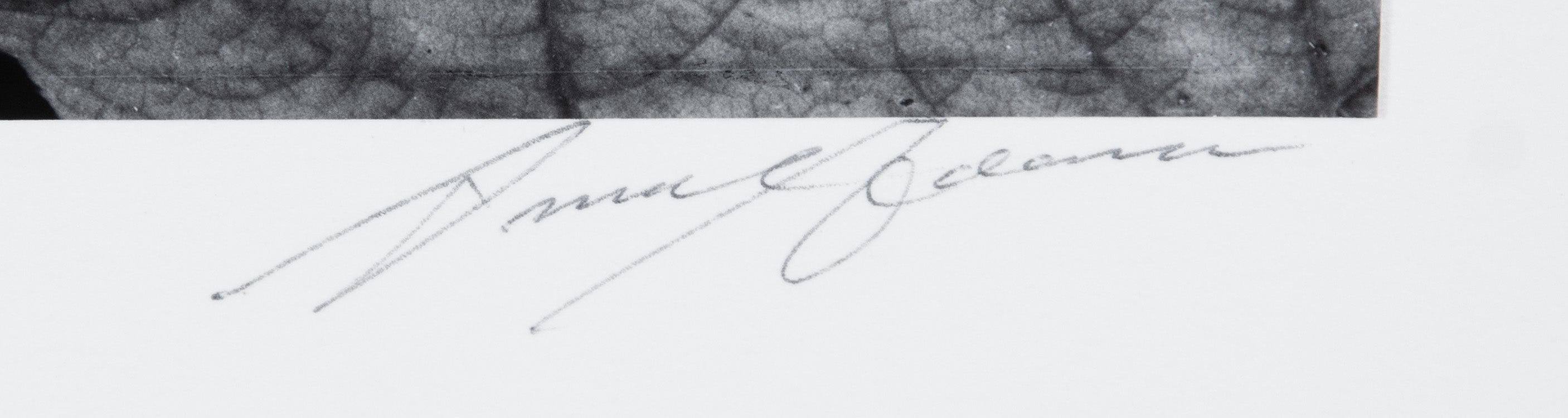 Leaf, Glacier Bay National Monument, Alaska Original Photograph Ansel Adams 