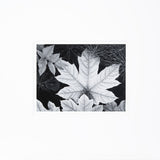 Leaf, Glacier Bay National Monument, Alaska Original Photograph Ansel Adams 