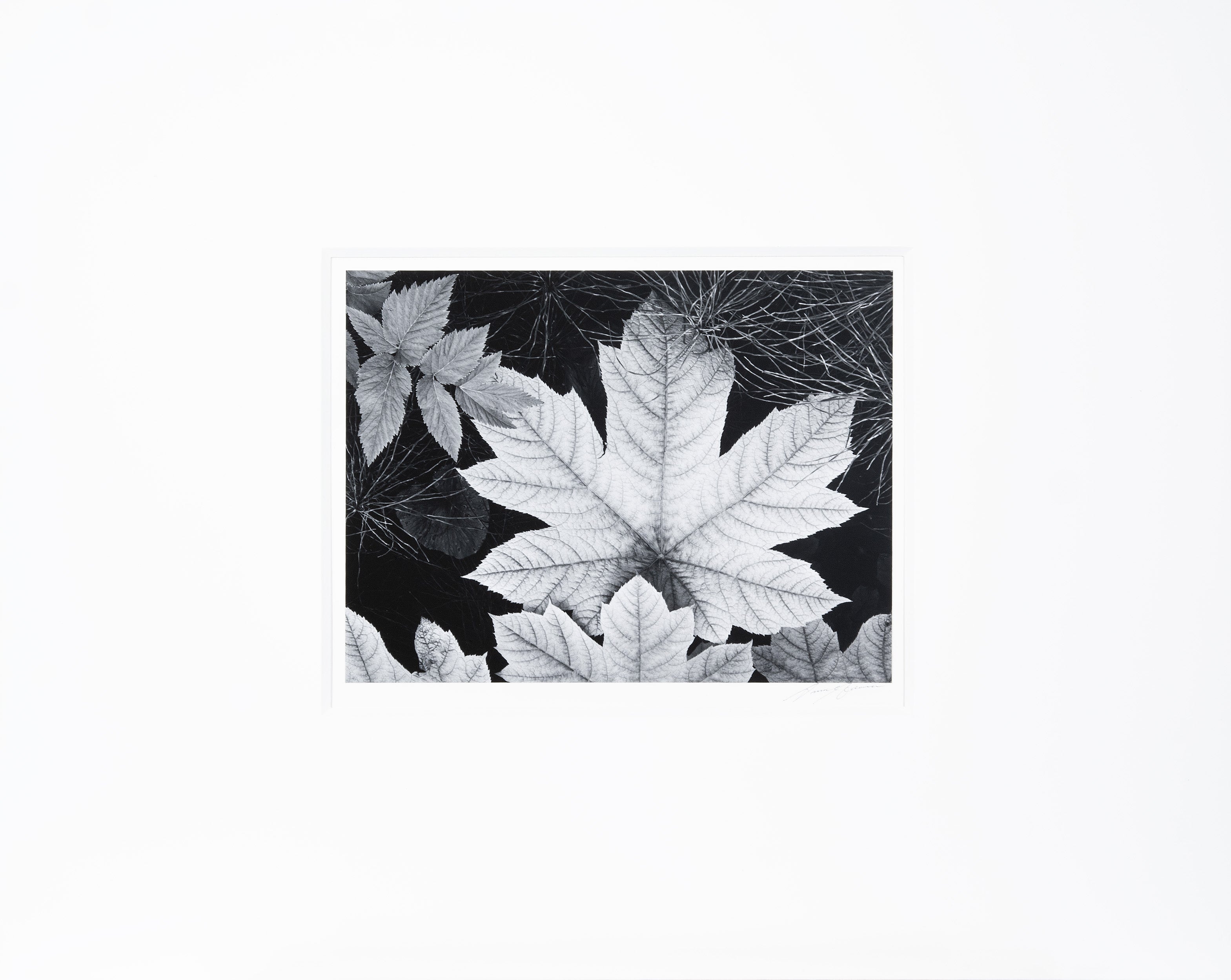 Leaf, Glacier Bay National Monument, Alaska Original Photograph Ansel Adams 