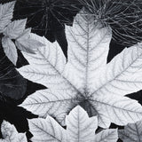 Leaf, Glacier Bay National Monument, Alaska Original Photograph Ansel Adams 