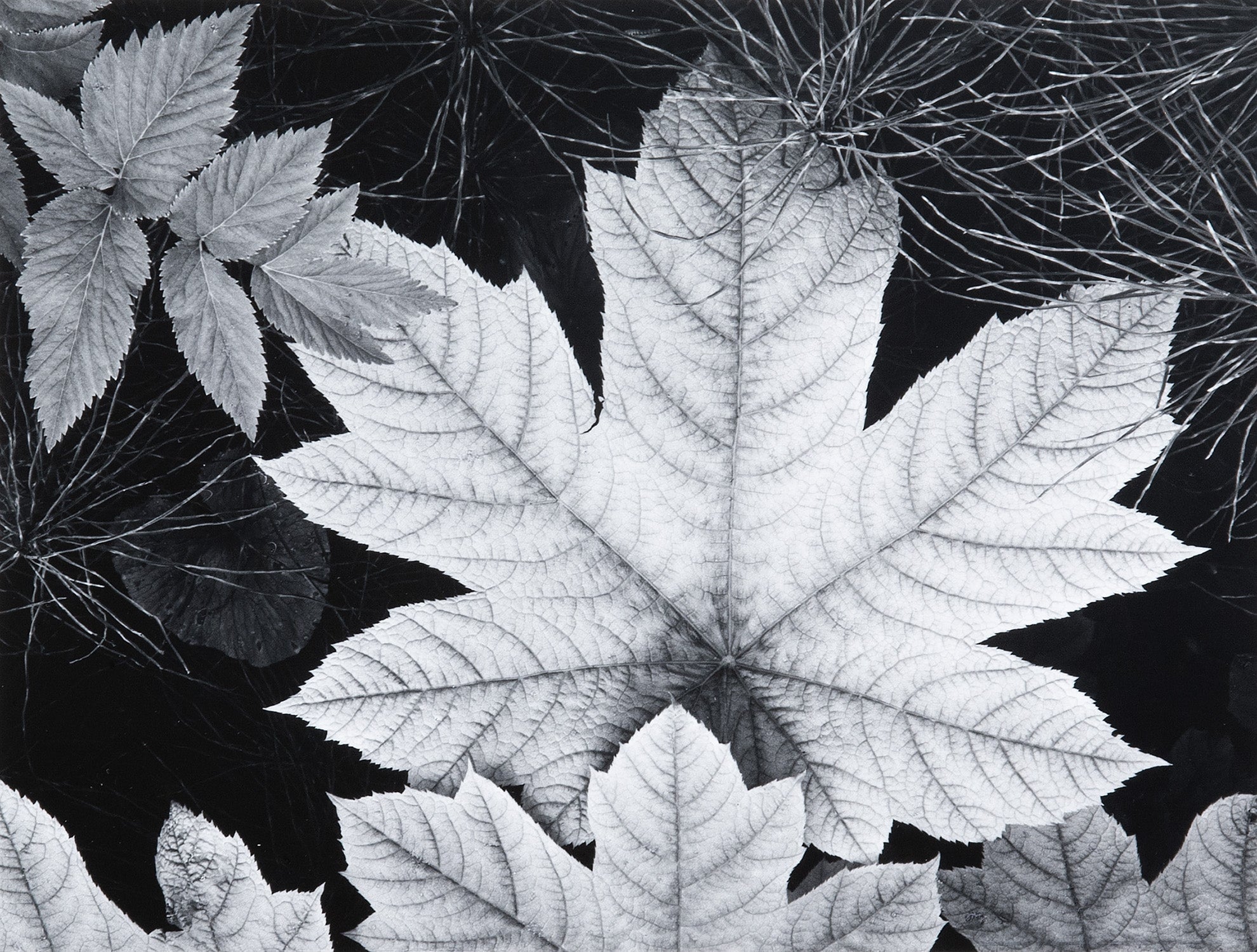 Leaf, Glacier Bay National Monument, Alaska Original Photograph Ansel Adams 