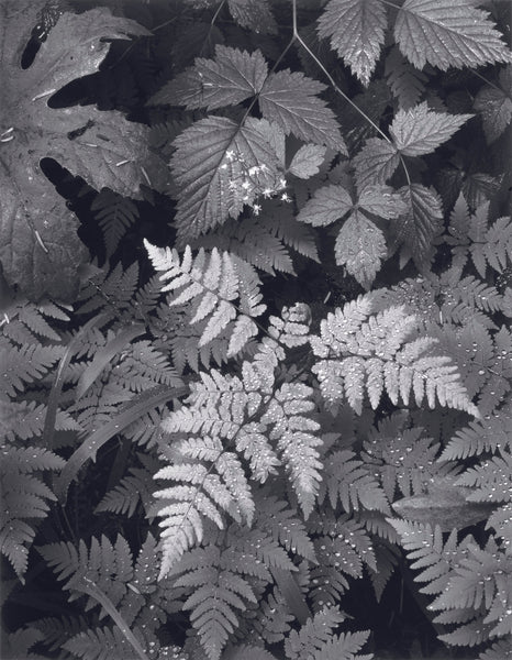 leaves-mt-rainier-shoprepromr-