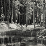 Lodgepole Pines, Lyell Fork Original Photograph Ansel Adams 