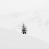 Lone Tree and Cliffs, Engadine Switzerland, 2020 Shop_RepArtist Jeffrey Conley 14x17.5" 