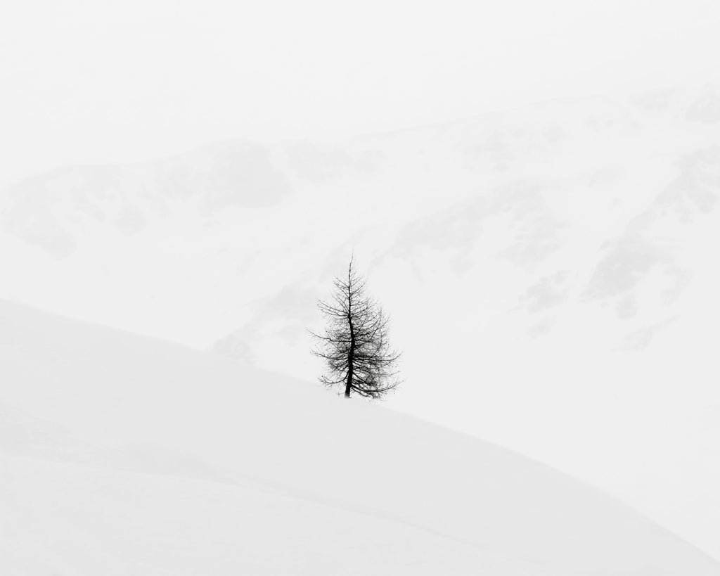 Lone Tree and Cliffs, Engadine Switzerland, 2020