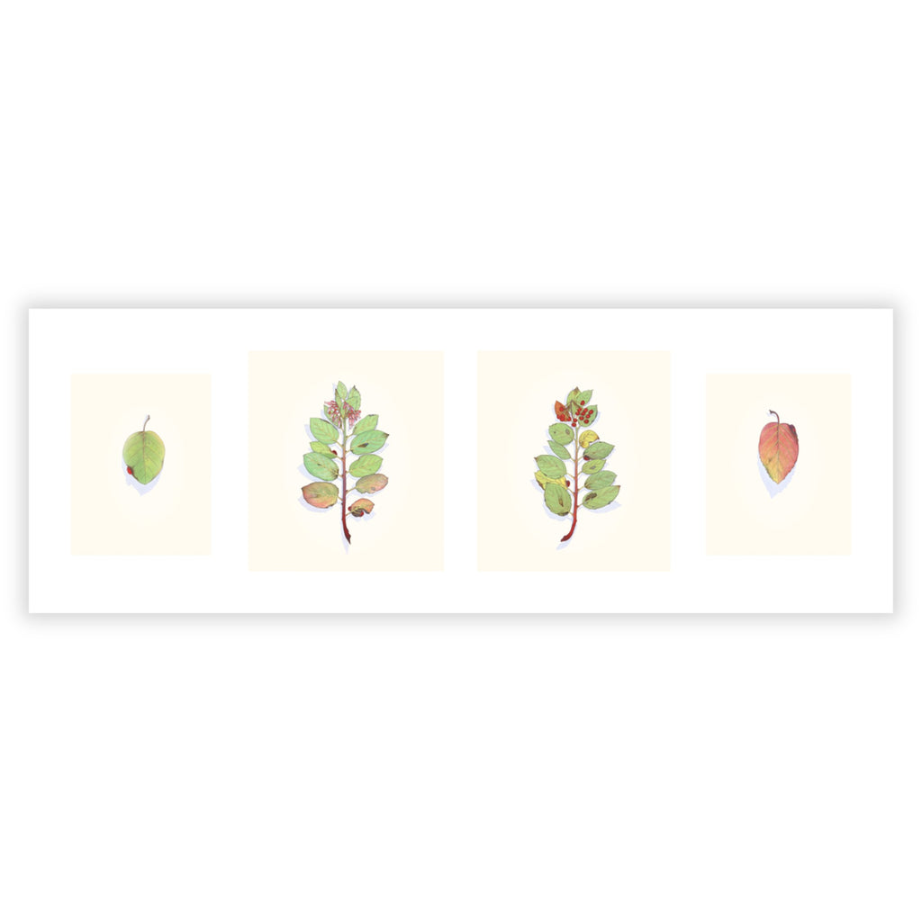 Manzanita in Four Seasons