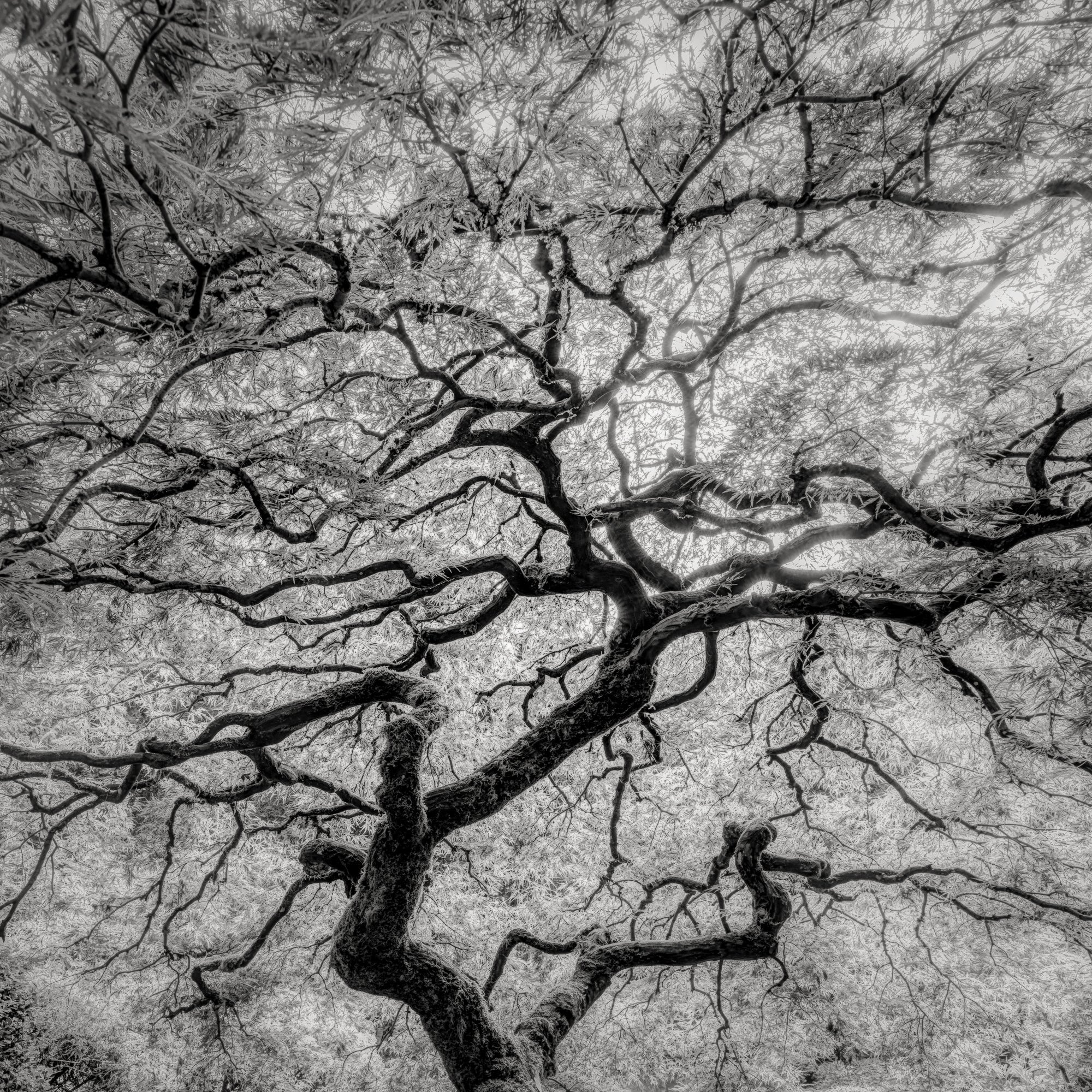 Jeffrey Conley – The Ansel Adams Gallery