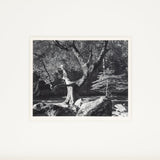 Morning, Merced River - Signed Special Edition Photograph Shop Ansel Adams 