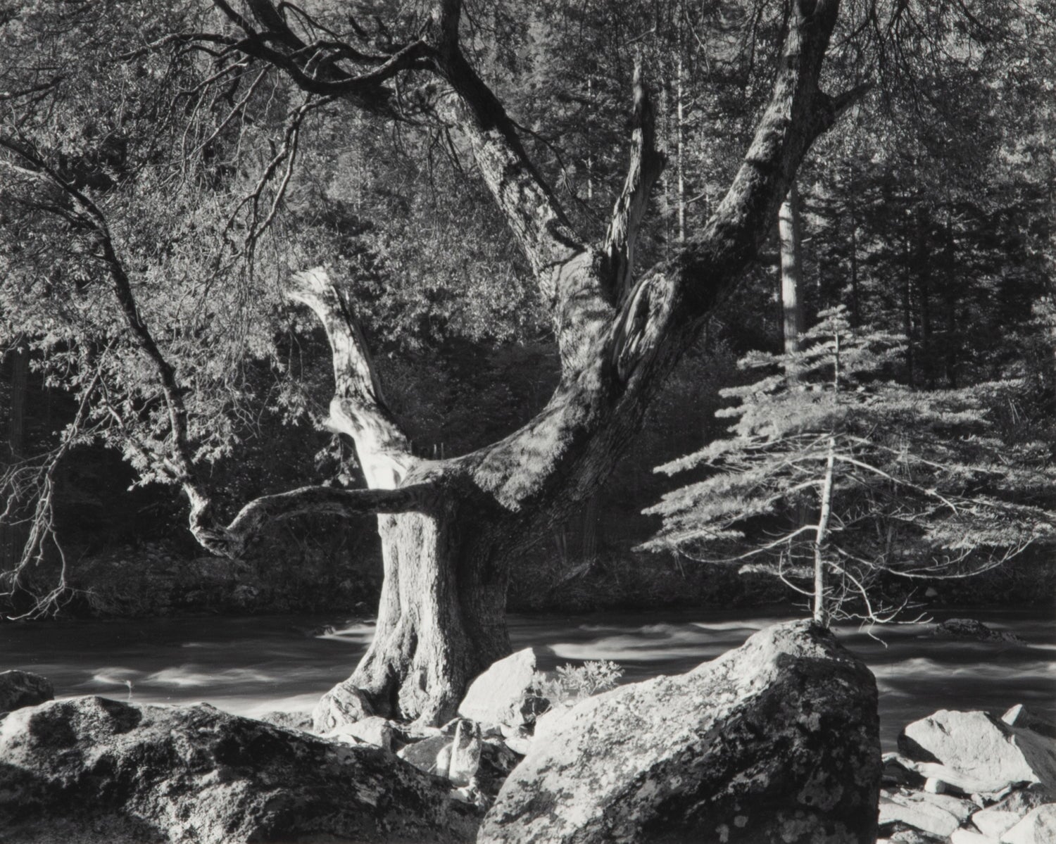 Morning, Merced River - Signed Special Edition Photograph Shop Ansel Adams 