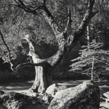 Morning, Merced River - Signed Special Edition Photograph Shop Ansel Adams 