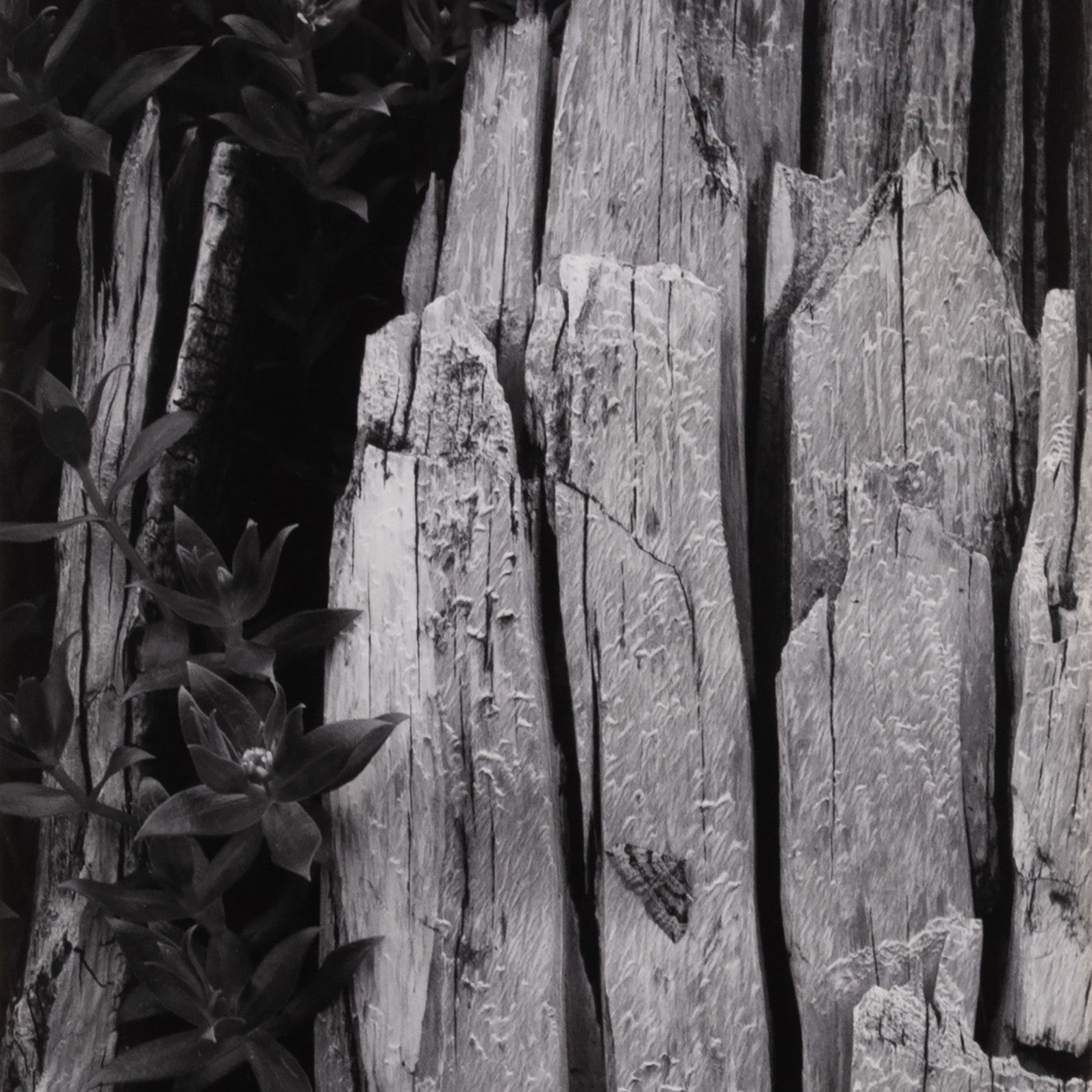 Moth and Stump, Interglacial Forest, Glacier Bay Nat'l Monument Original Photograph Ansel Adams 