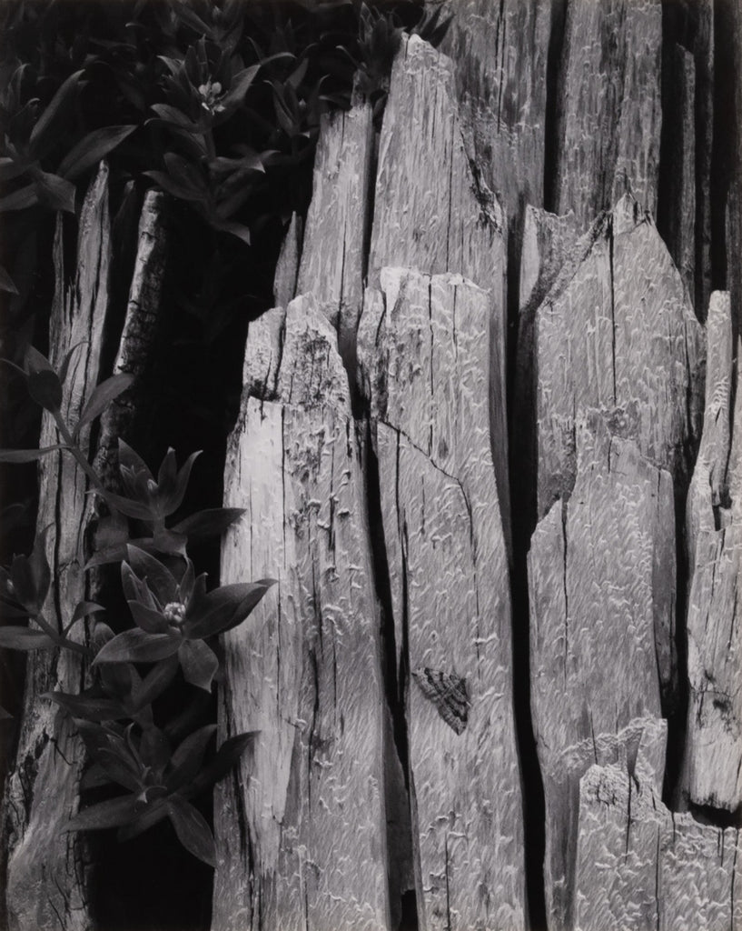 Moth and Stump, Interglacial Forest, Glacier Bay Nat'l Monument