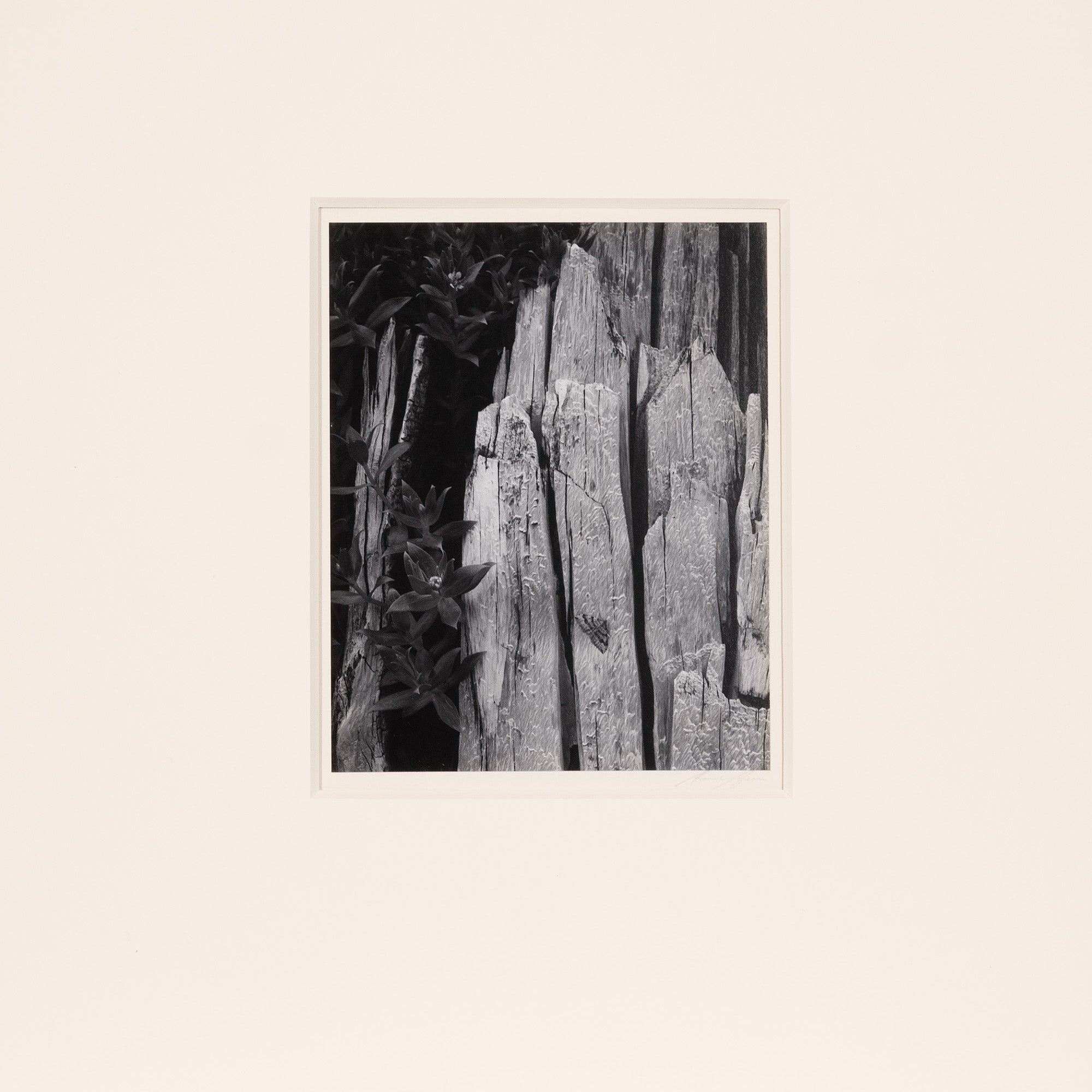 Moth and Stump, Interglacial Forest, Glacier Bay Nat'l Monument Original Photograph Ansel Adams 
