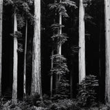 Northern California Coast Redwoods Original Photograph Ansel Adams 