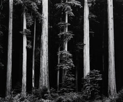 Northern California Coast Redwoods Original Photograph Ansel Adams 
