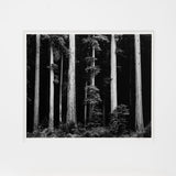 Northern California Coast Redwoods Original Photograph Ansel Adams 