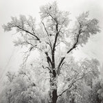 Oak Tree, Snow Storm explore photographs The Ansel Adams Gallery 