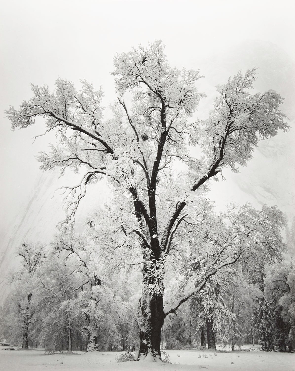 Oak Tree, Snow Storm explore photographs The Ansel Adams Gallery 