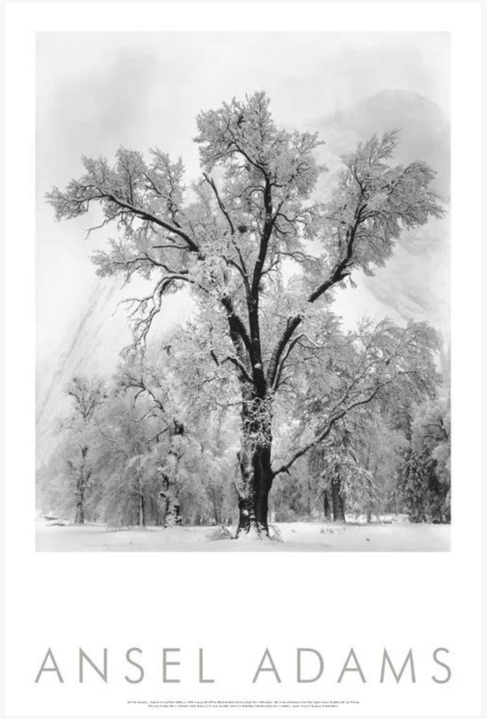 Oak Tree, Snowstorm