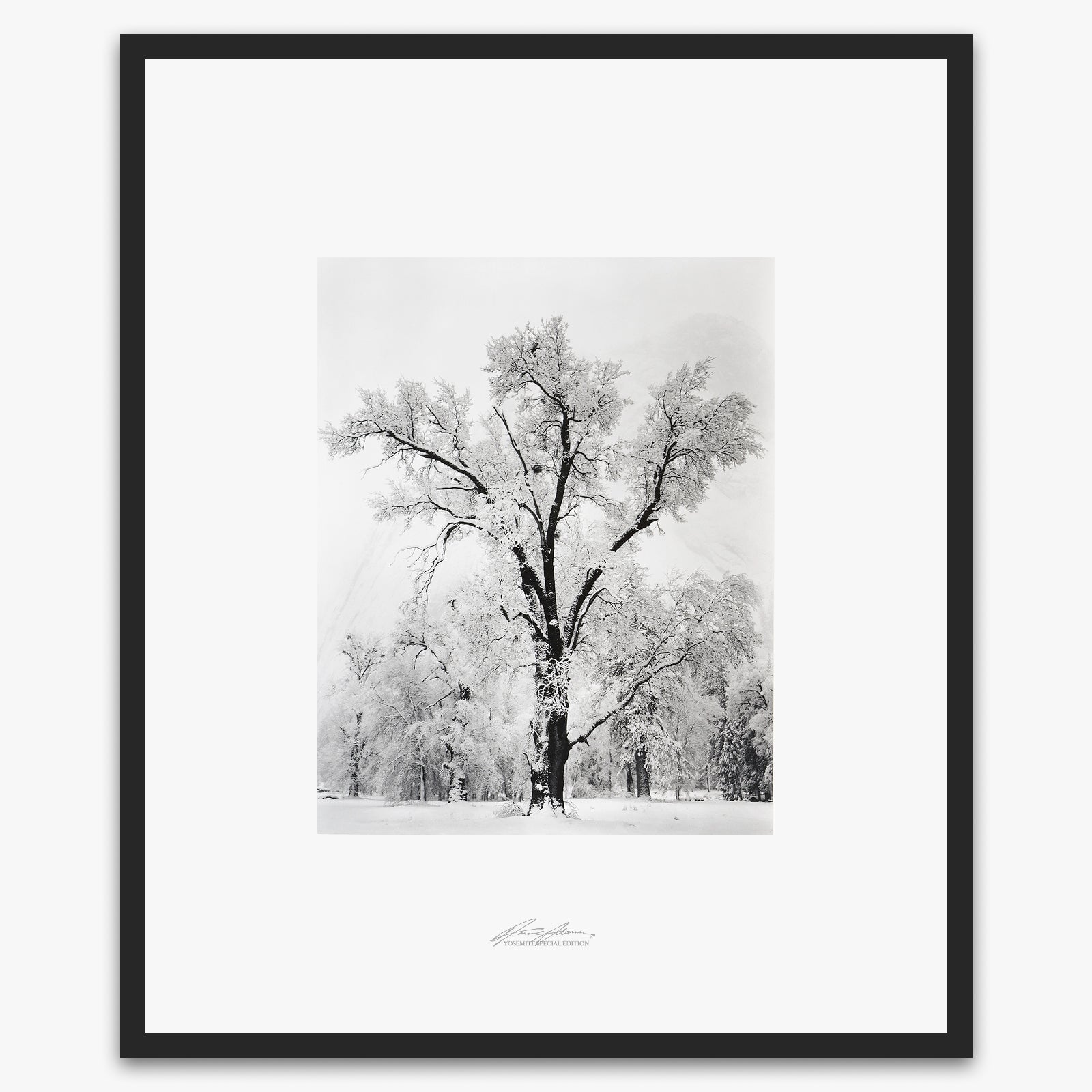 river oaks plant house coupon Oak Tree, Snowstorm Yosemite Photograph by Ansel Adams Framed Standard / Matte Black Metal