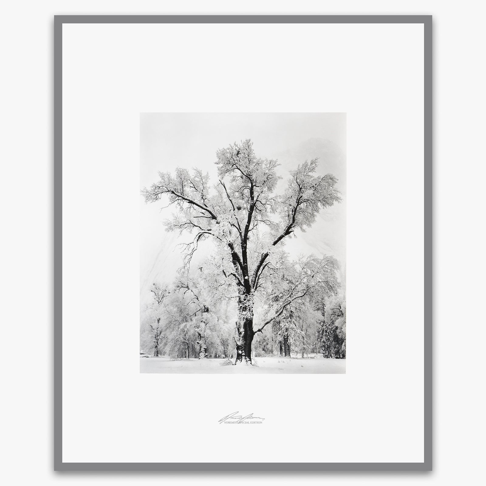 Oak Tree, Snowstorm Shop_Repro_SEP The Ansel Adams Gallery Framed Standard Premium Gray Welded Frame 