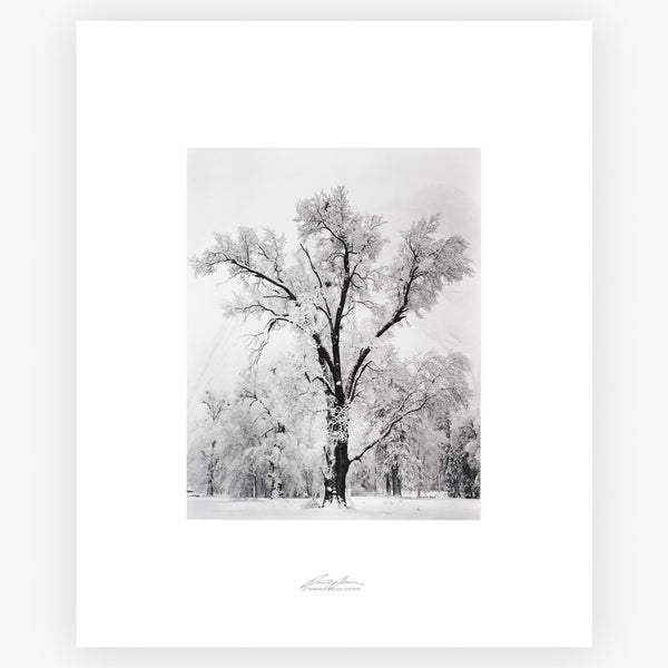 oak-tree-snowstorm-