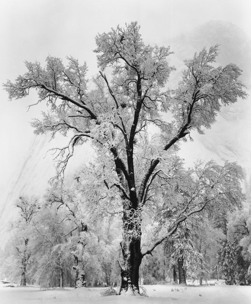 Oak Tree, Snowstorm