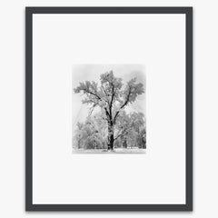 Oak Tree, Snowstorm Shop_Small_Print Ansel Adams Contrast Gray Metal 