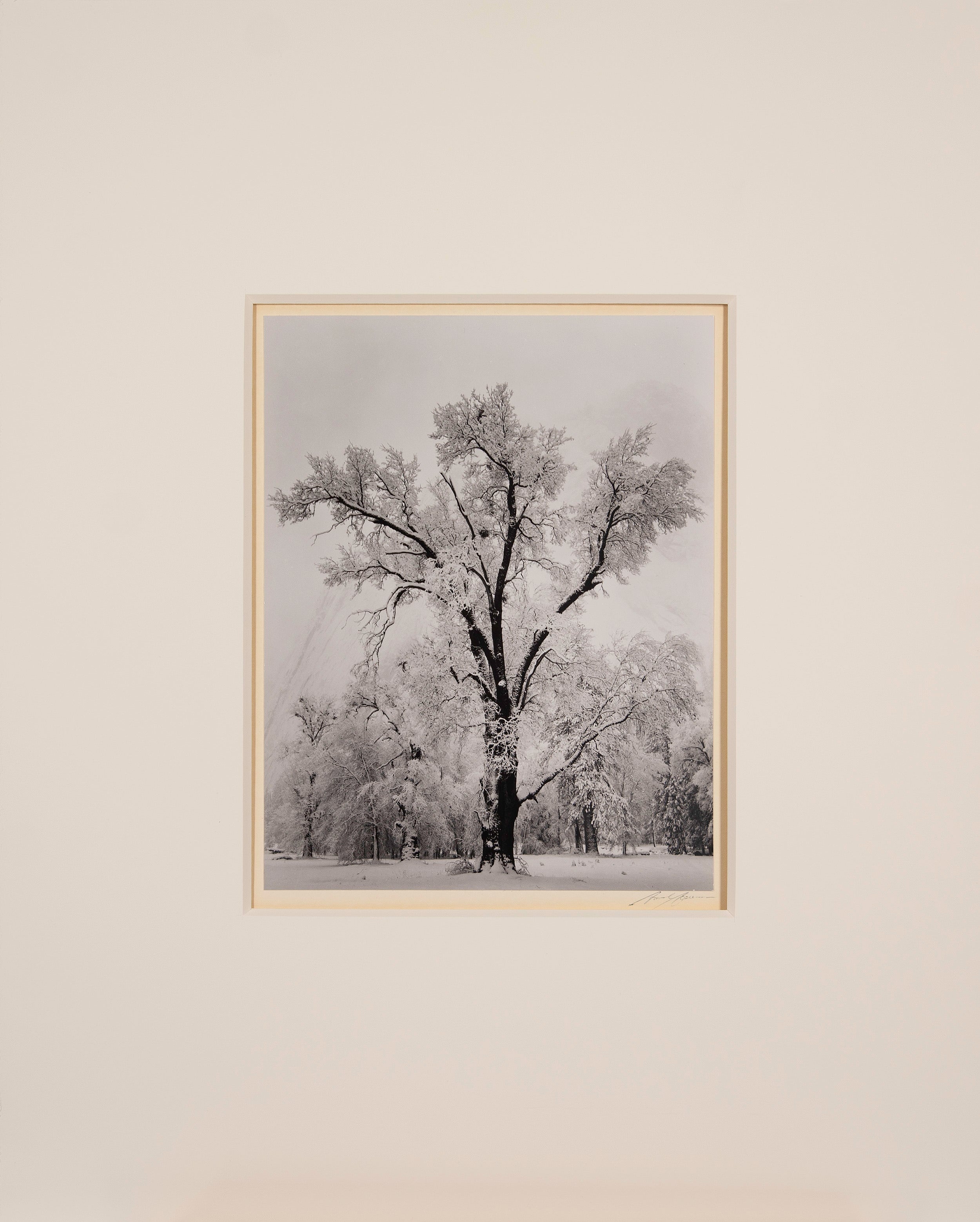 Oak Tree, Snowstorm- Signed Special Edition Photograph – The Ansel