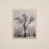 Oak Tree, Snowstorm - Signed Special Edition Signed_SEP Ansel Adams 