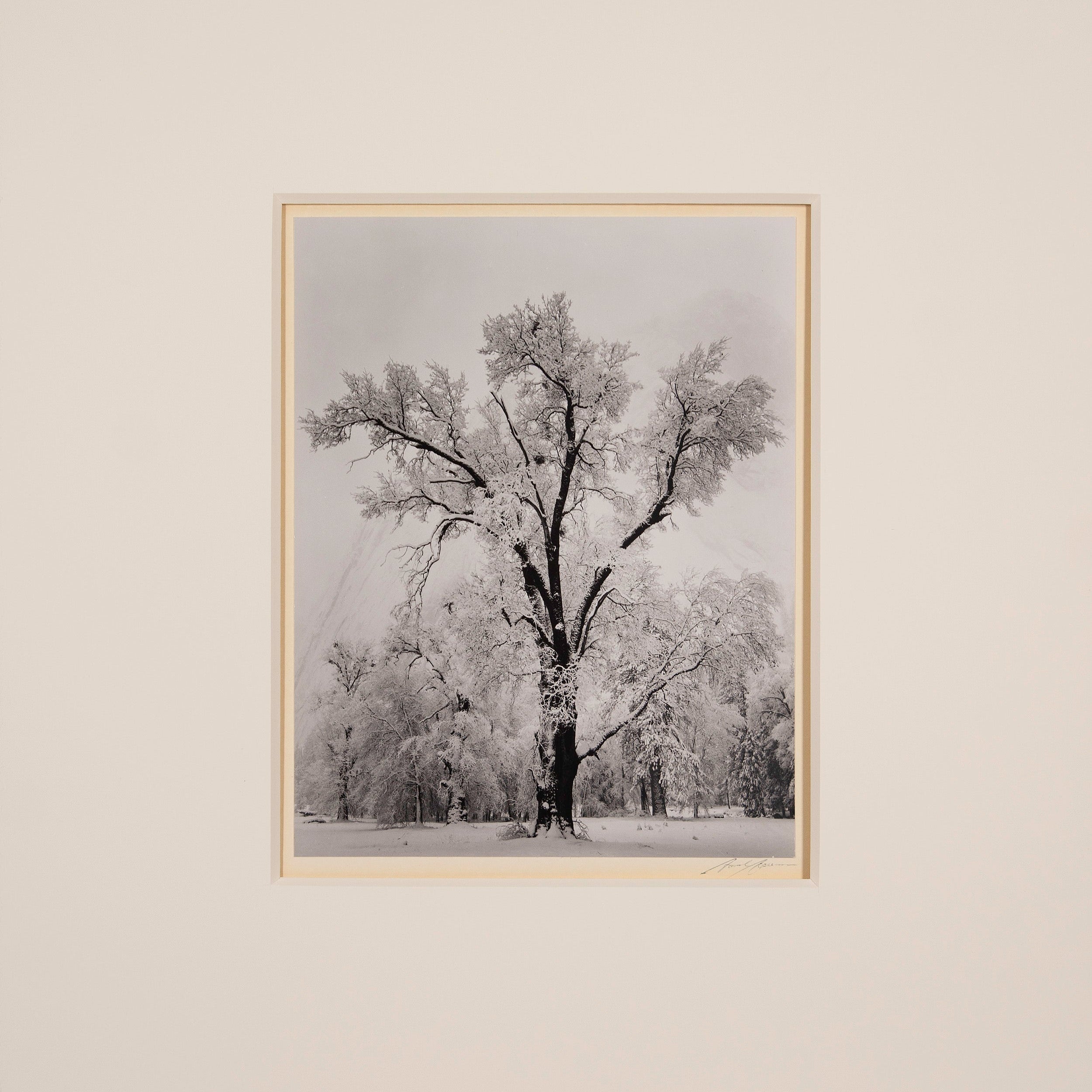Oak Tree, Snowstorm - Signed Special Edition Signed_SEP Ansel Adams 