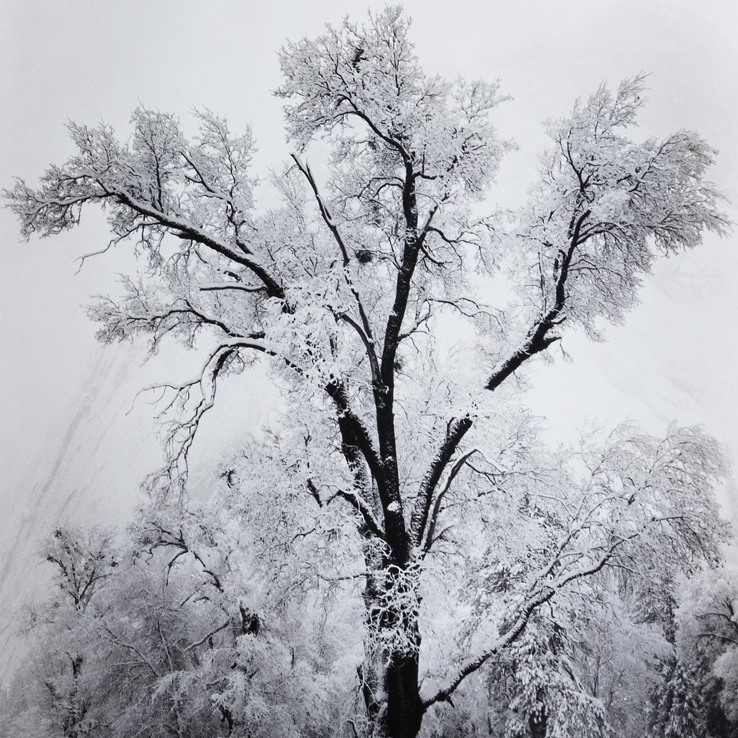 Oak Tree, Snowstorm - Signed Special Edition Signed_SEP Ansel Adams 