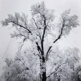 Oak Tree, Snowstorm - Signed Special Edition Signed_SEP Ansel Adams 