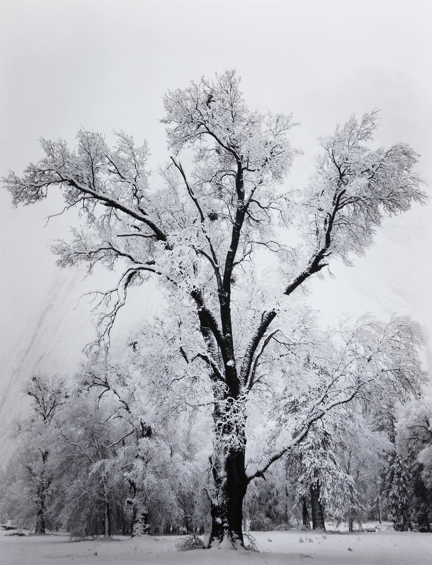 Oak Tree, Snowstorm - Signed Special Edition Signed_SEP Ansel Adams 