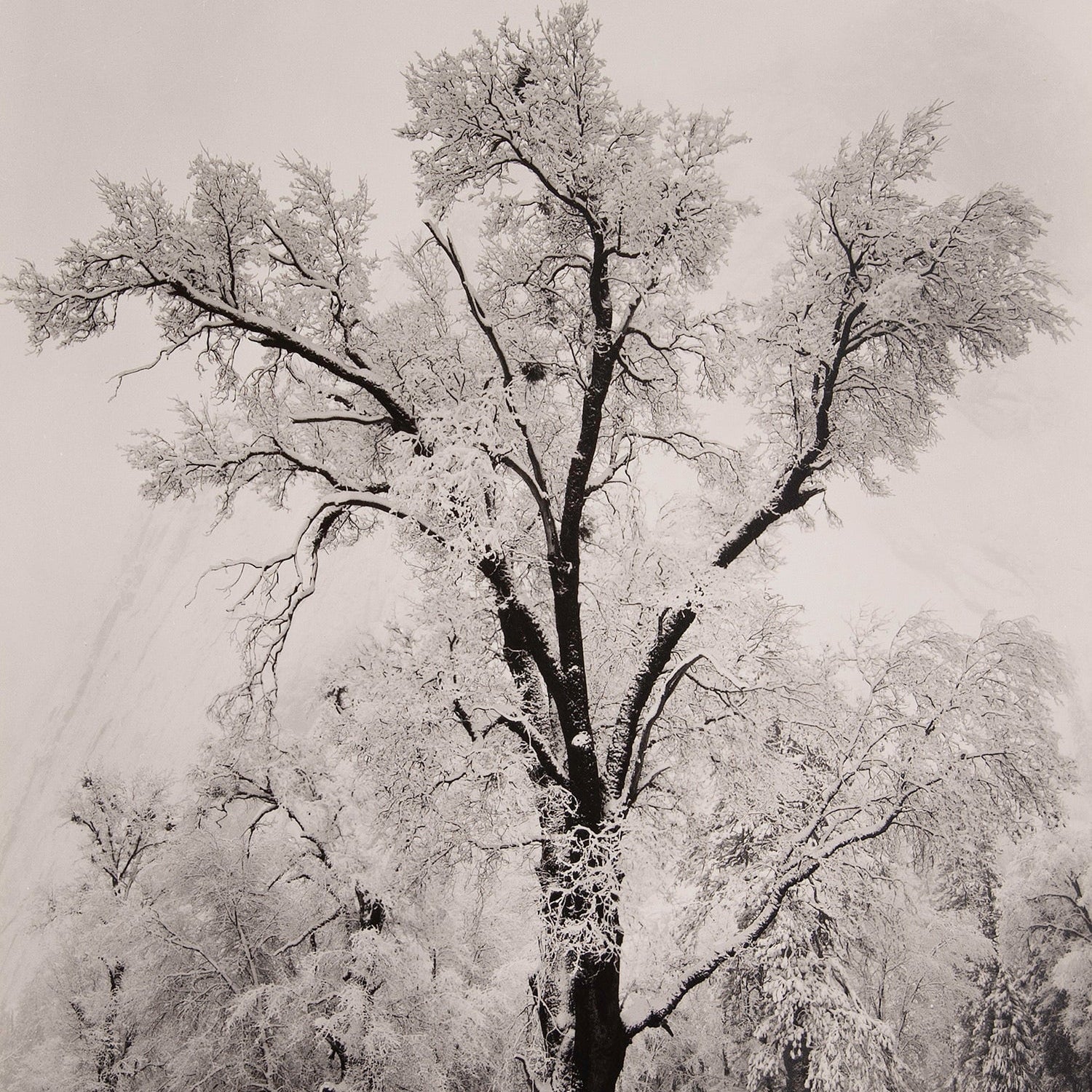 Oak Tree, Snowstorm - Signed Special Edition Signed_SEP Ansel Adams 