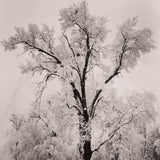 Oak Tree, Snowstorm - Signed Special Edition Signed_SEP Ansel Adams 