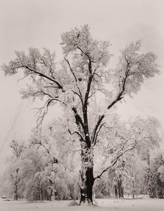 Oak Tree, Snowstorm - Signed Special Edition Signed_SEP Ansel Adams 