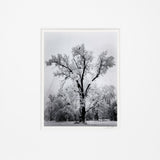 Oak Tree, Snowstorm - Signed Special Edition Signed_SEP Ansel Adams 