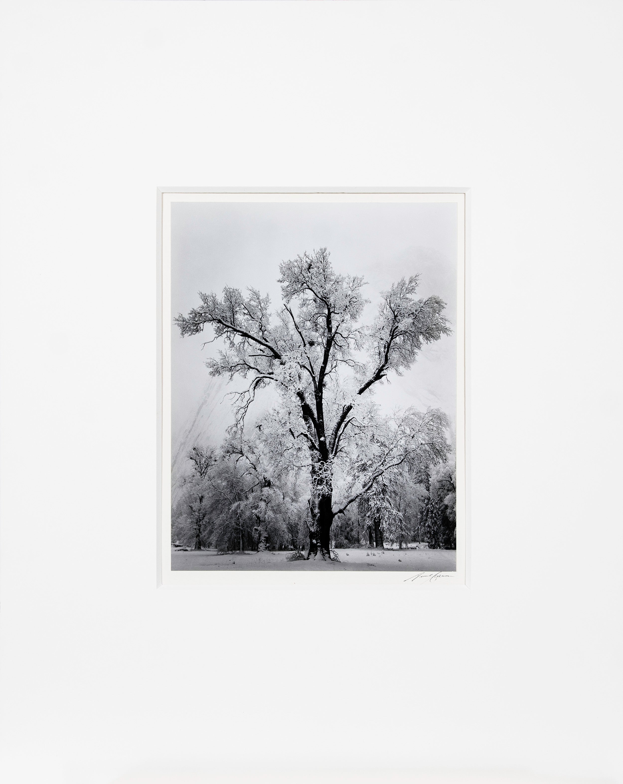 Oak Tree, Snowstorm - Signed Special Edition Signed_SEP Ansel Adams 