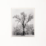 Oak Tree, Snowstorm - Signed Special Edition Signed_SEP Ansel Adams 