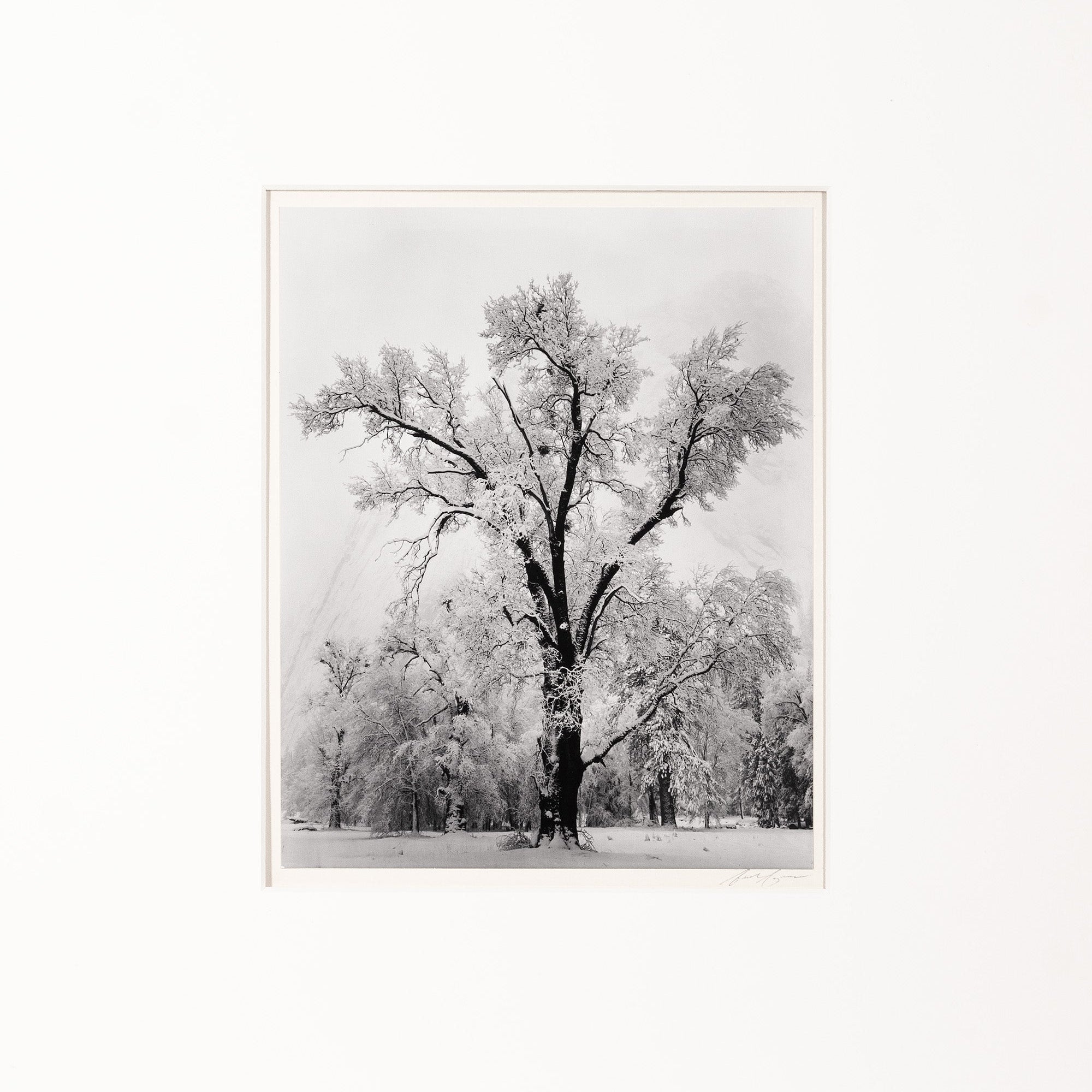 Oak Tree, Snowstorm - Signed Special Edition Signed_SEP Ansel Adams 