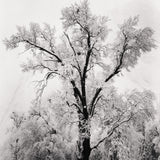 Oak Tree, Snowstorm - Signed Special Edition Signed_SEP Ansel Adams 