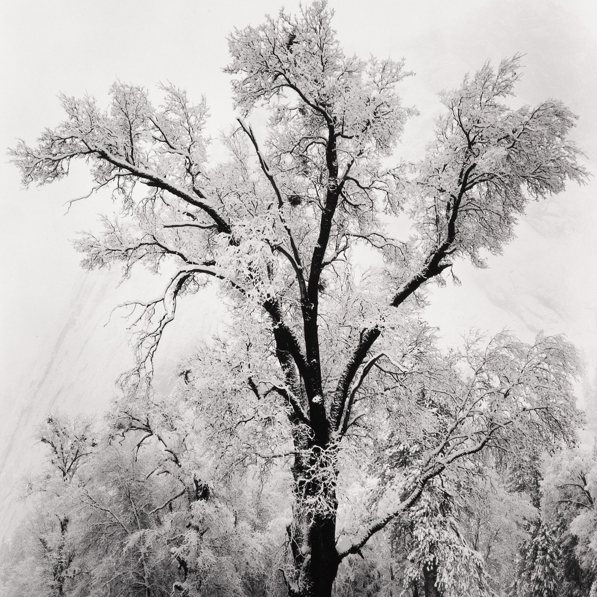 Oak Tree, Snowstorm - Signed Special Edition Signed_SEP Ansel Adams 